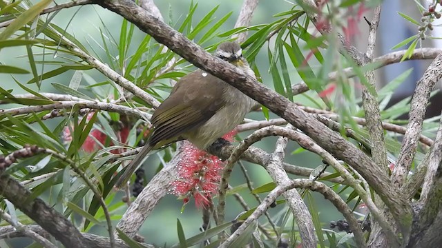 Bulbul Cejiblanco - ML387635261