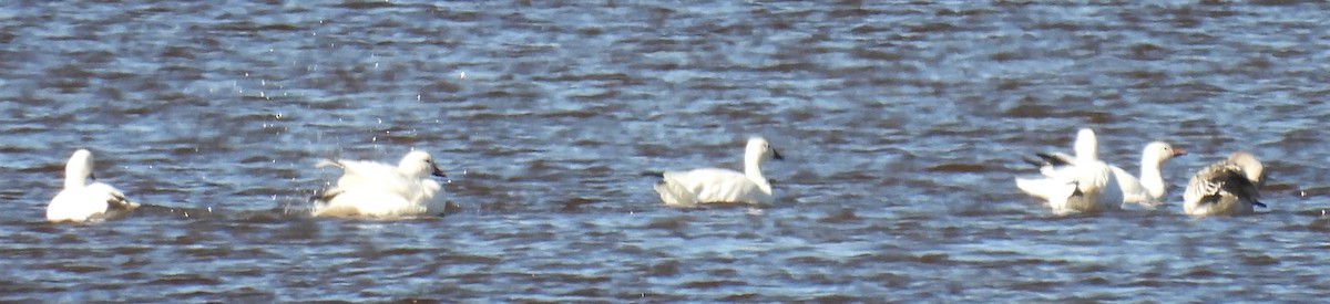 Snow Goose - ML387635451