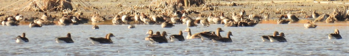 Greater White-fronted Goose - ML387635481