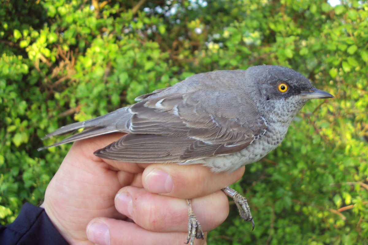 Barred Warbler - ML387635561