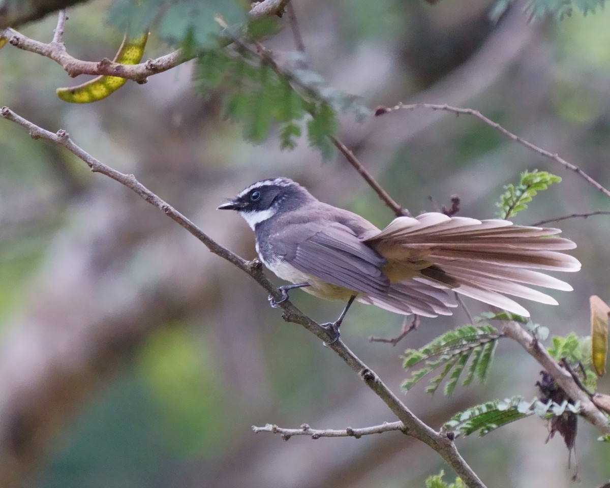 Spot-breasted Fantail - ML387635951
