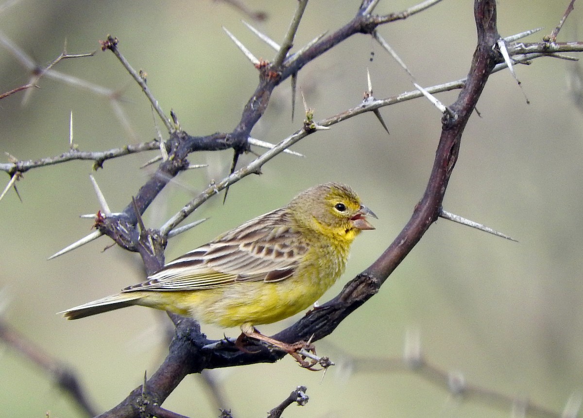 Grassland Yellow-Finch - Diego perez