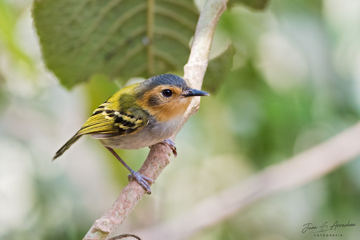 Ochre-faced Tody-Flycatcher - ML387636051