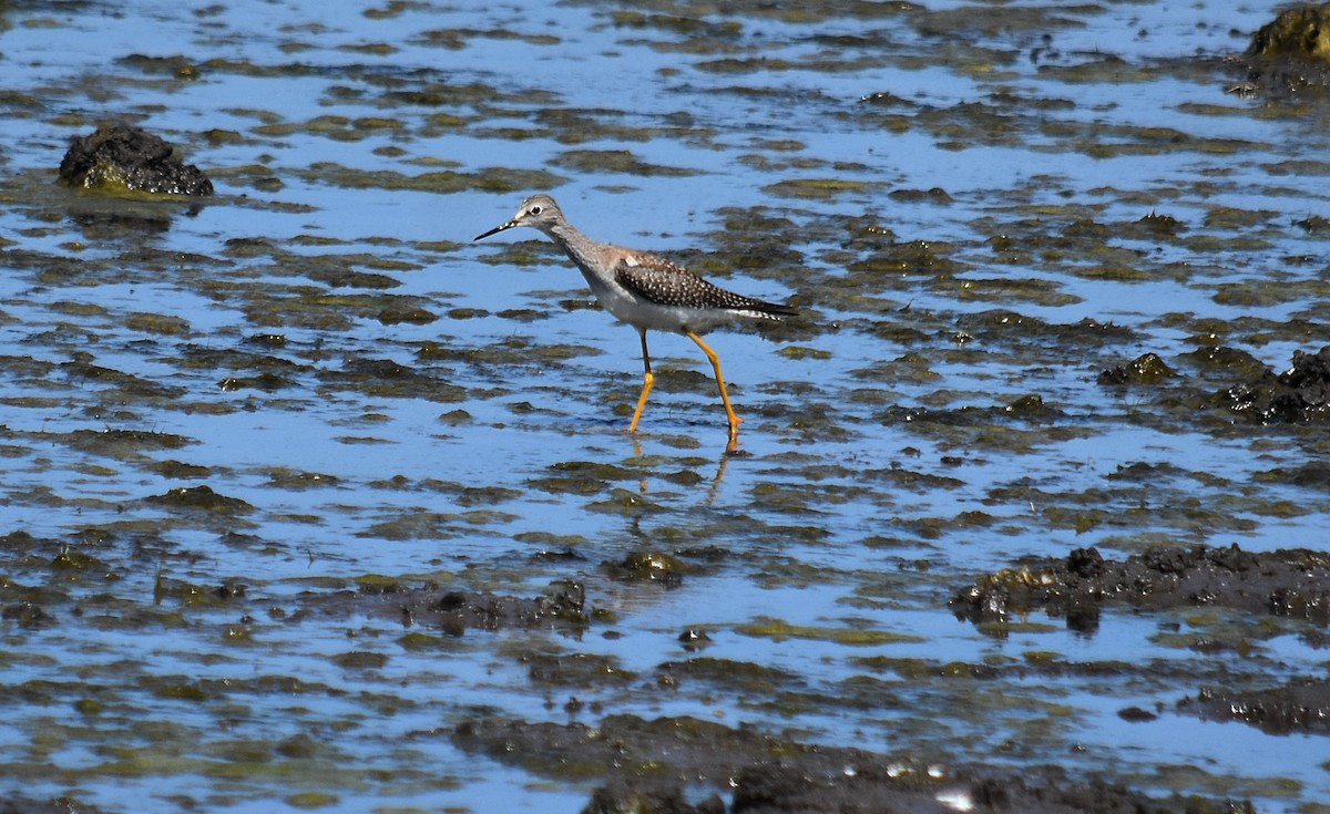 Lesser Yellowlegs - ML387637671