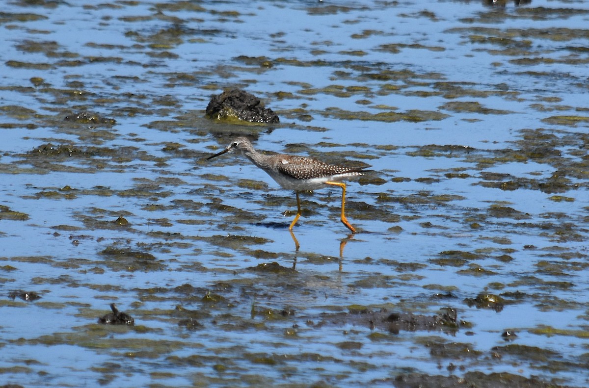 Lesser Yellowlegs - ML387637681