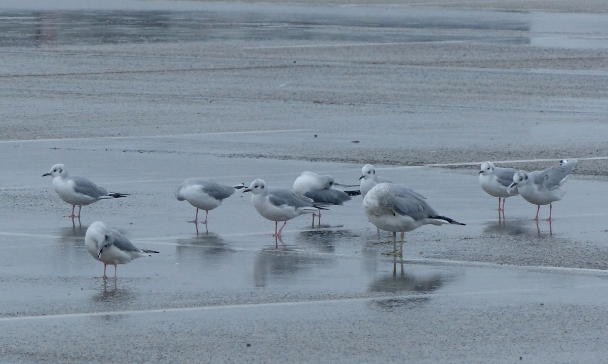 Gaviota de Bonaparte - ML387637861