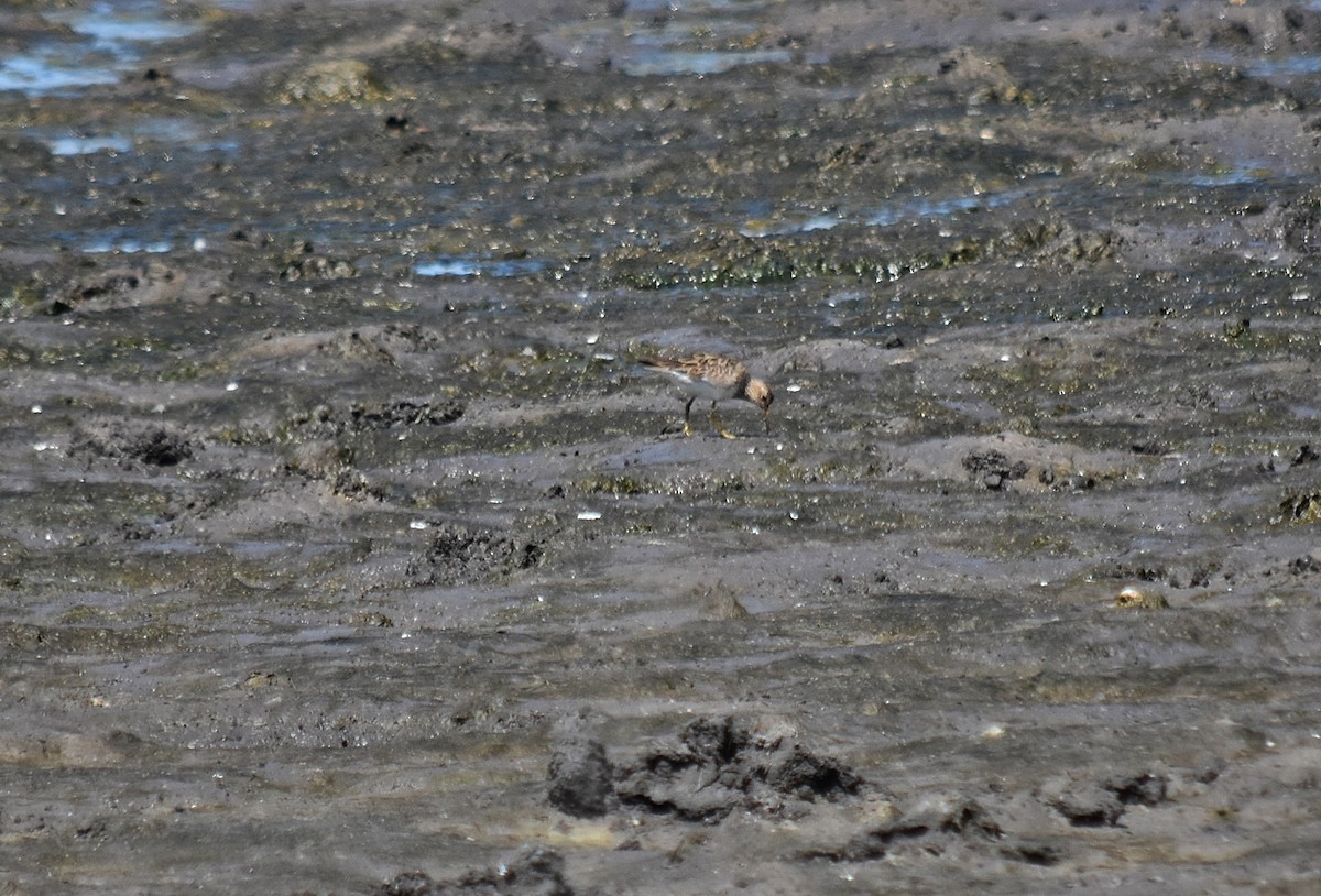 Pectoral Sandpiper - ML387637961