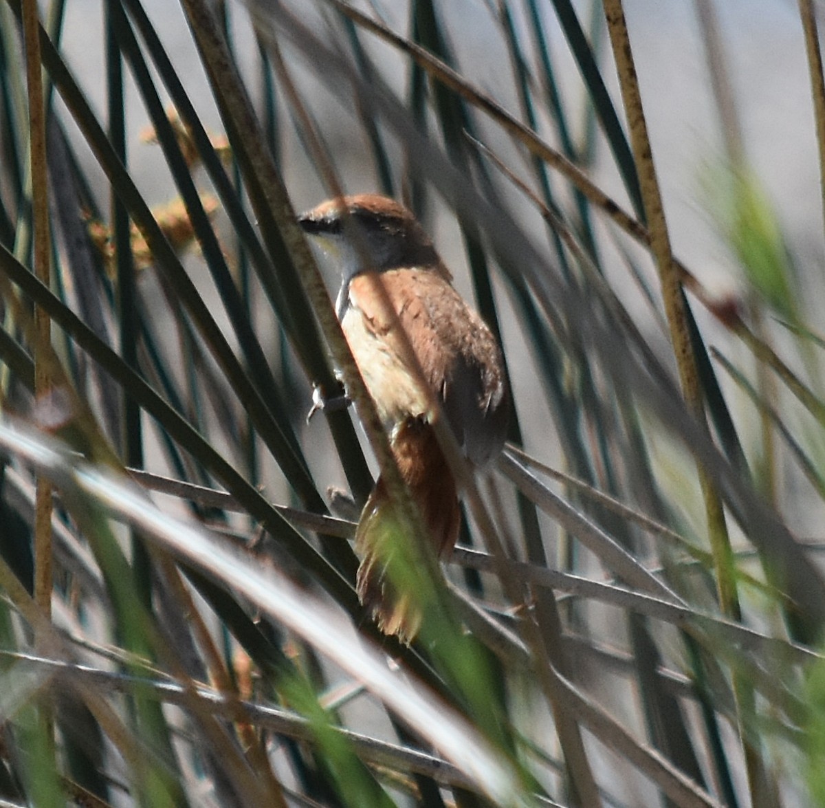 Yellow-chinned Spinetail - ML387638001