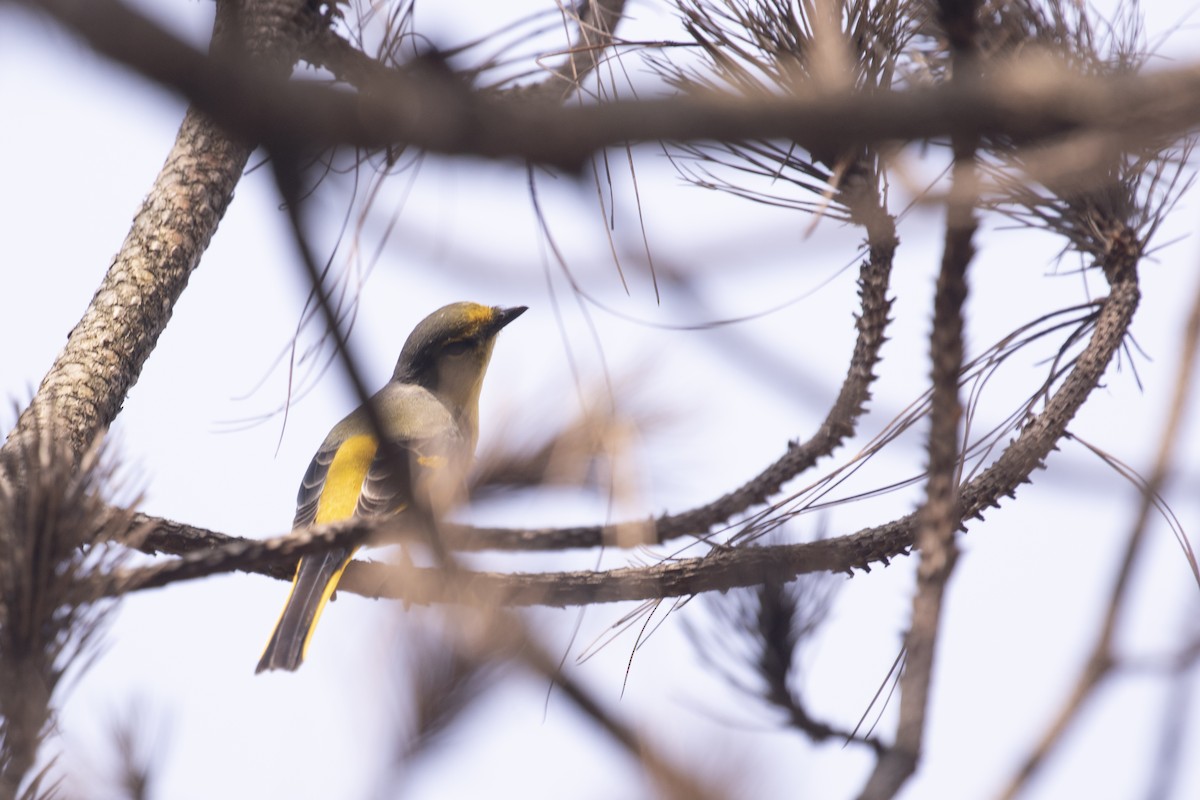 Scarlet Minivet - ML387638121