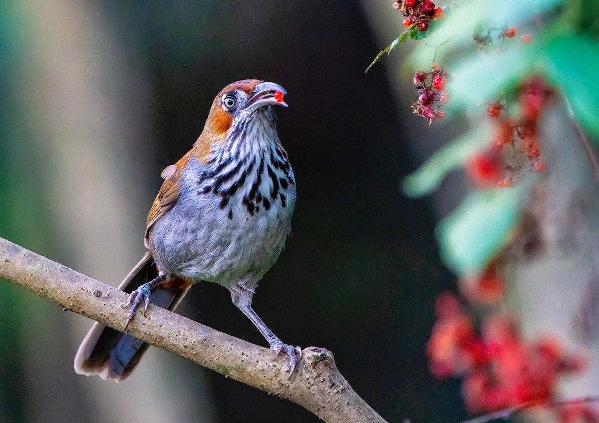 Gray-sided Scimitar-Babbler - 浙江 重要鸟讯汇整