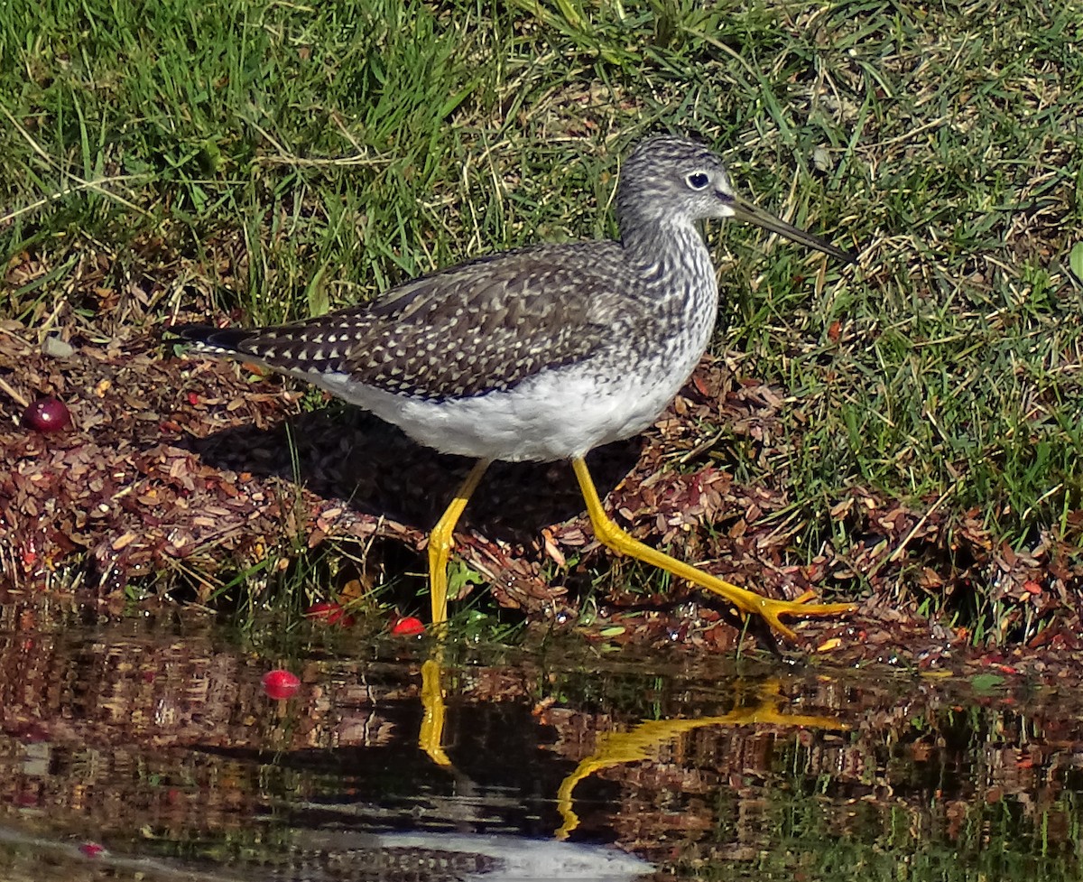 plystresnipe - ML387638991