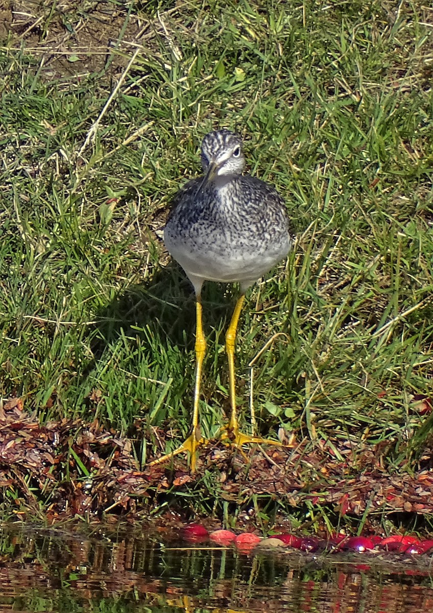 plystresnipe - ML387639001