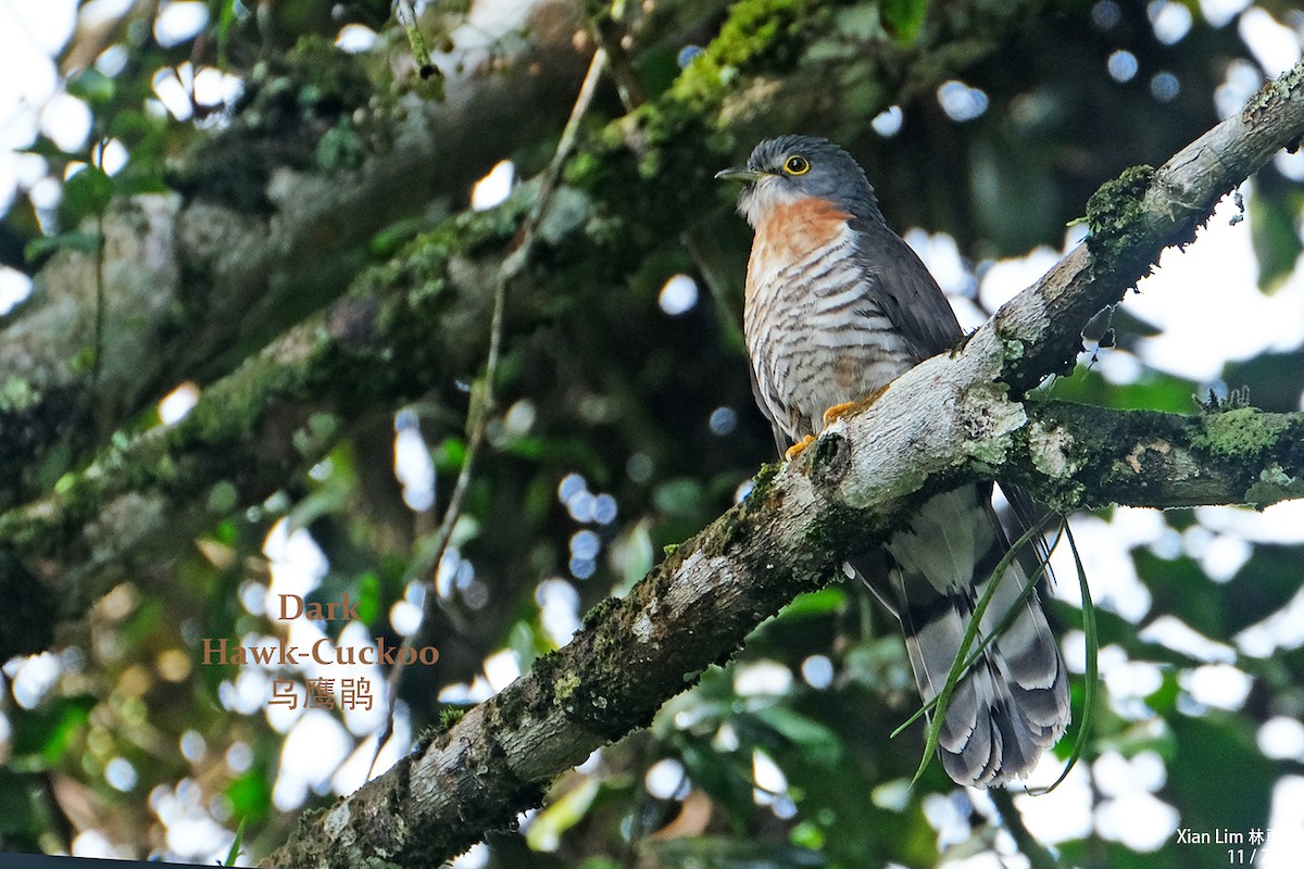 Dark Hawk-Cuckoo - ML387639661