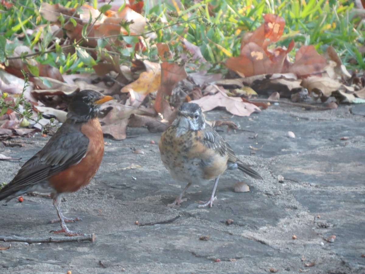 American Robin - Dan Scheiman