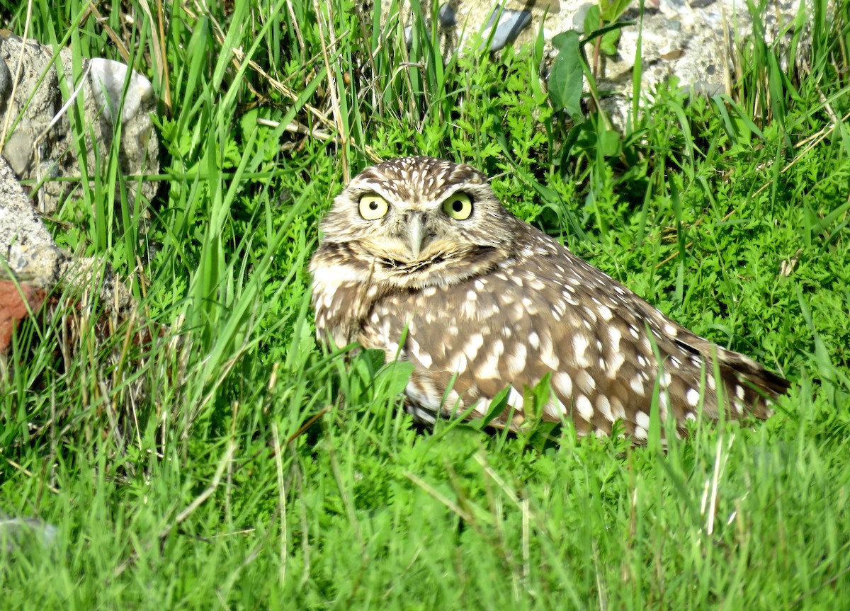 Burrowing Owl - Chris Conard