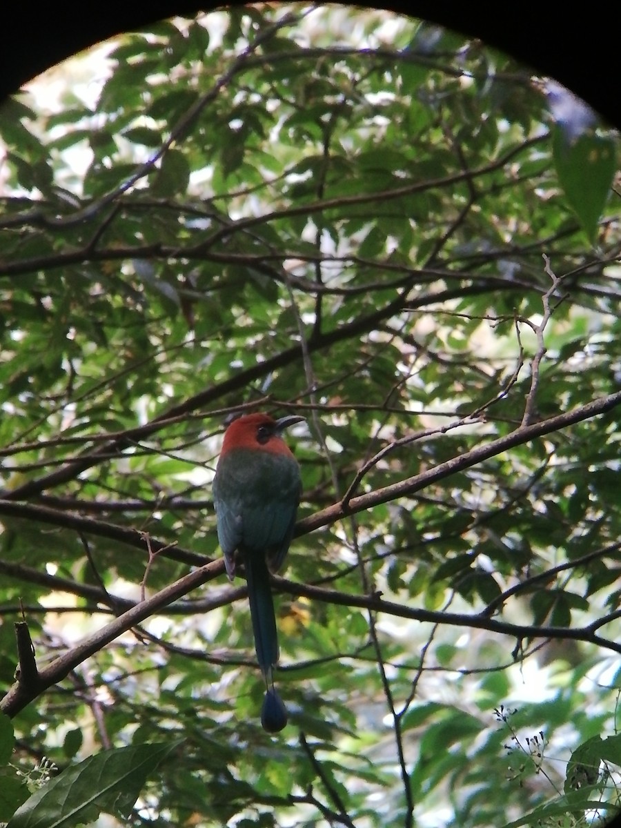 Broad-billed Motmot - Freddy Rojas