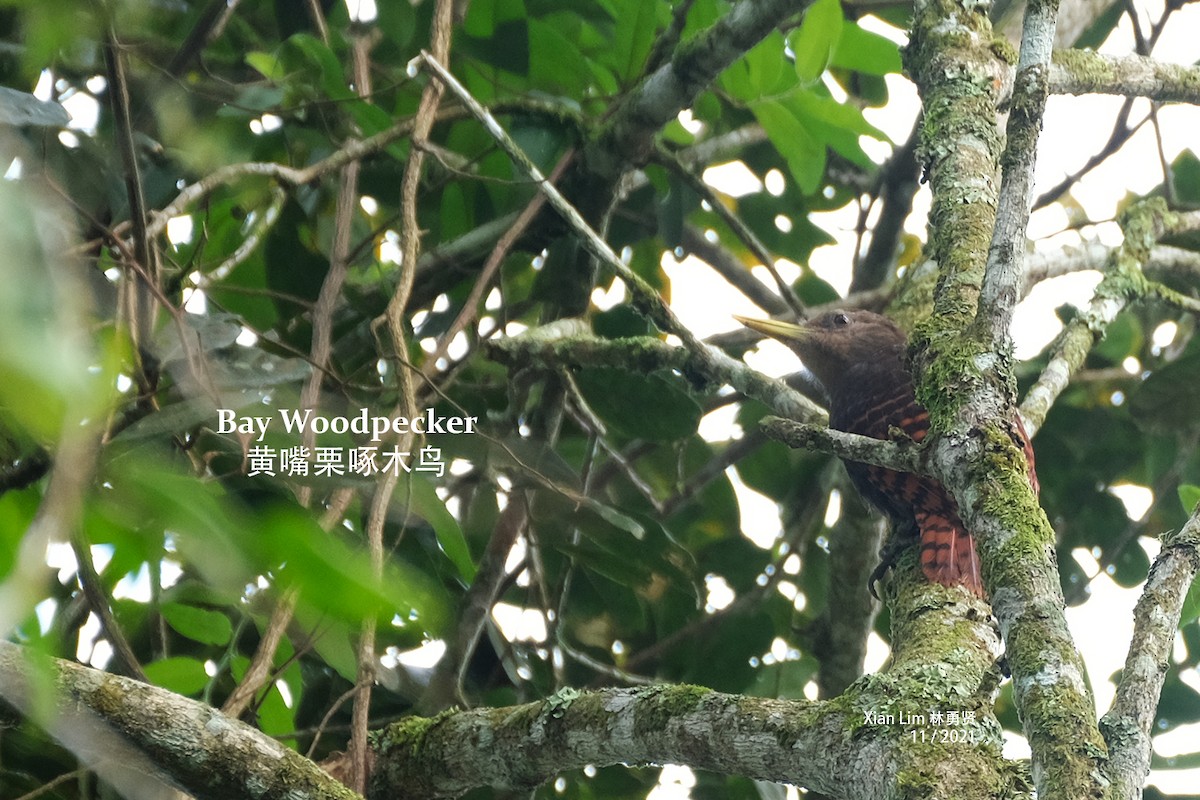 Bay Woodpecker - Lim Ying Hien