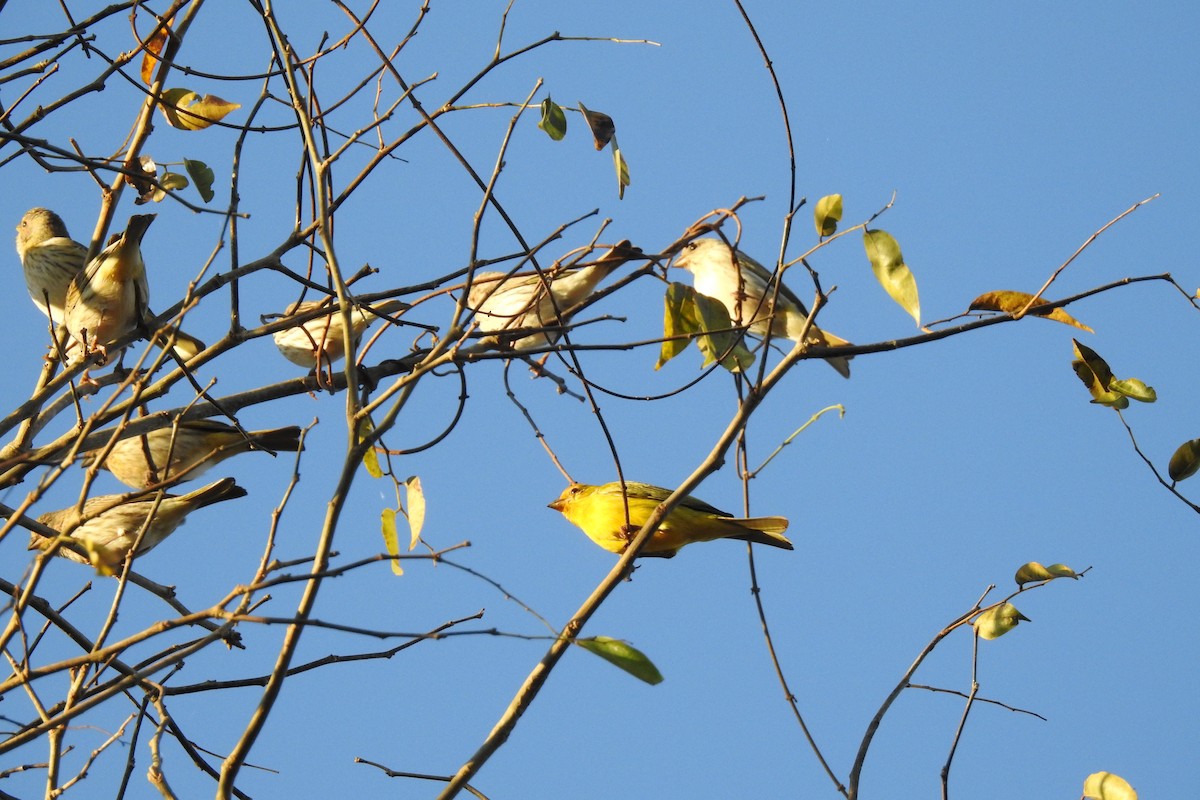 Saffron Finch - ML387642431