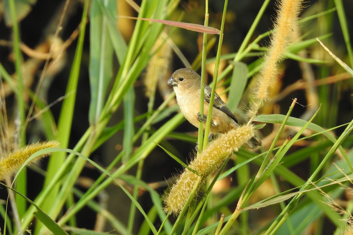 Rusty-collared Seedeater - ML387642601