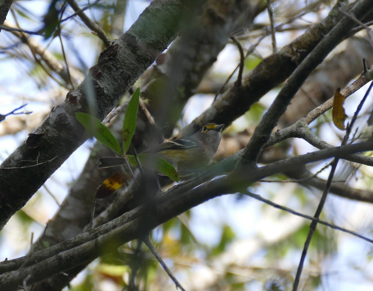 Ak Gözlü Vireo - ML387643251