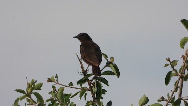 Sooty Chat - ML387643661