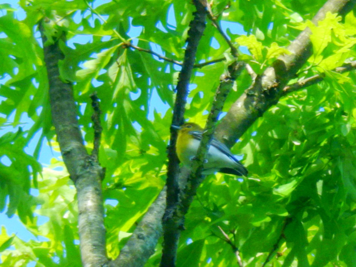 Yellow-throated Vireo - ML38764381