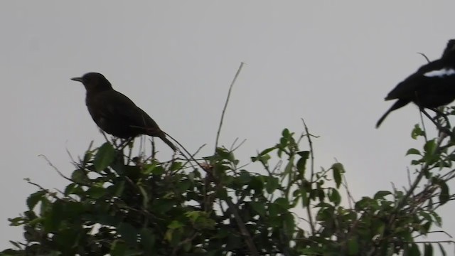 Sooty Chat - ML387643851