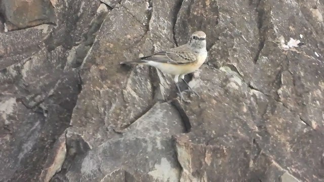 Pied Wheatear - ML387644141