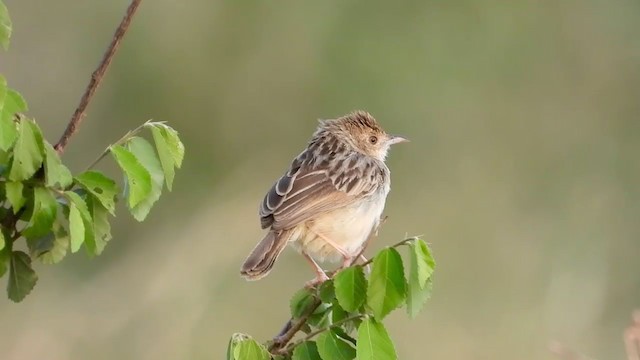 Rattling Cisticola - ML387644251