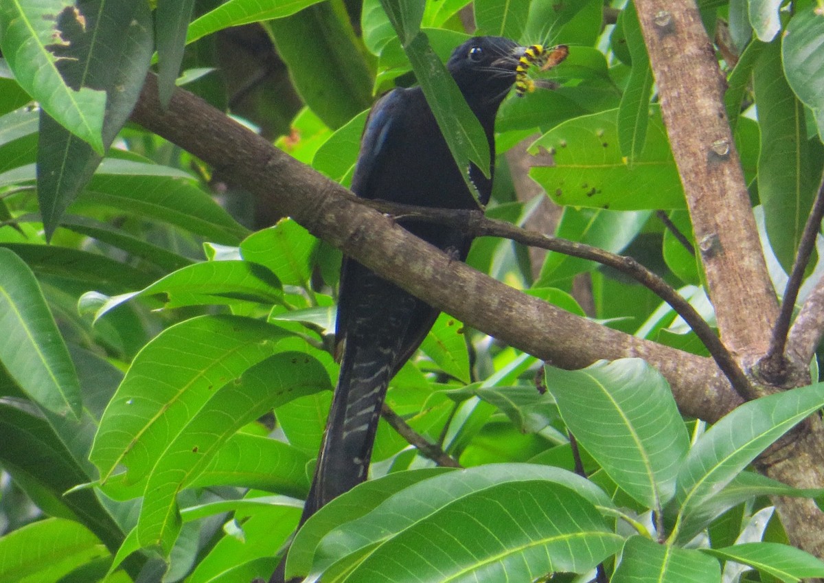 Fork-tailed Drongo-Cuckoo - ML387647561