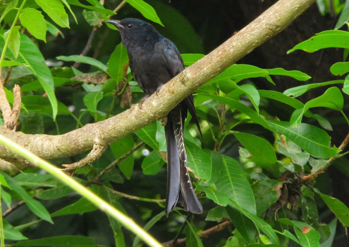 Fork-tailed Drongo-Cuckoo - ML387647611