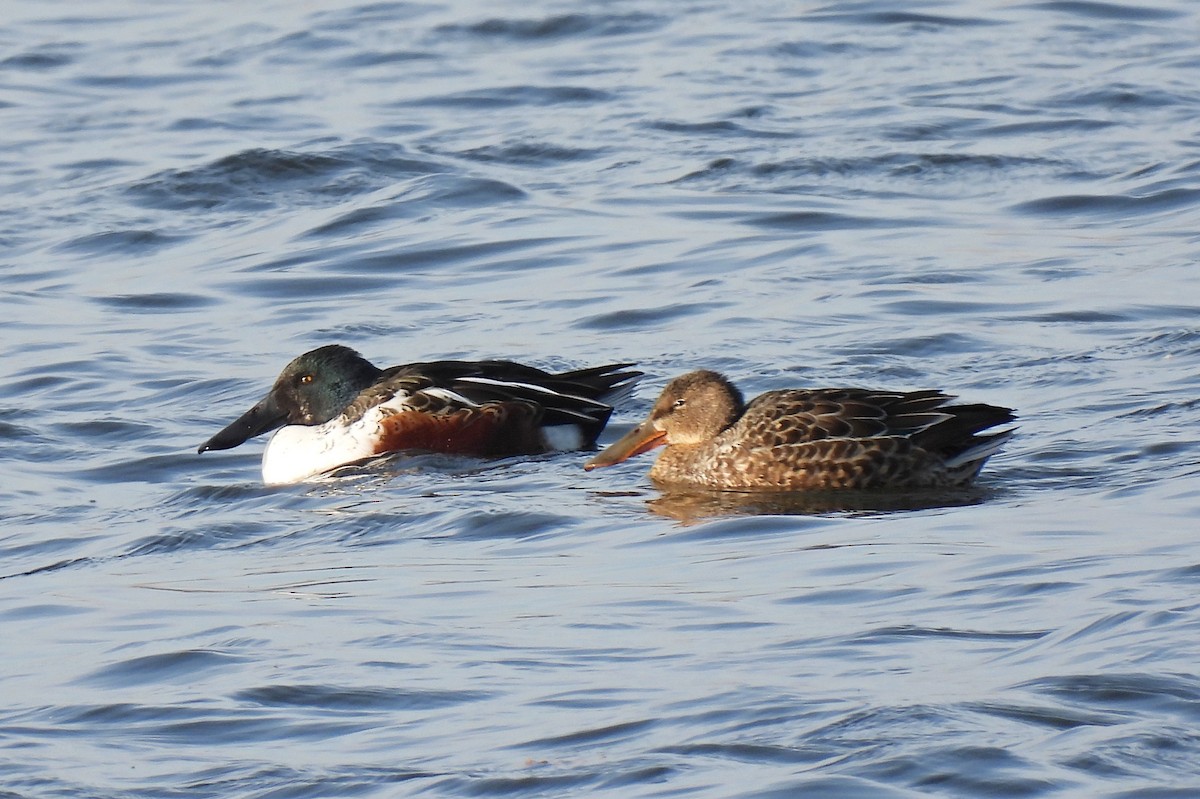 Northern Shoveler - ML387647671