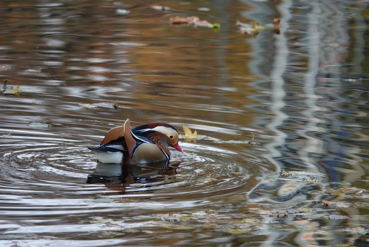 Canard mandarin - ML387648501