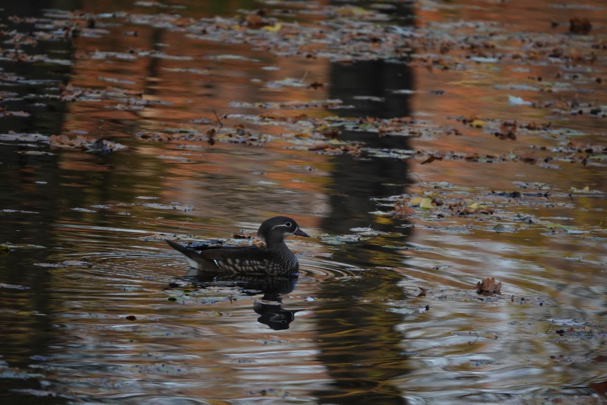 Mandarin Duck - ML387648721