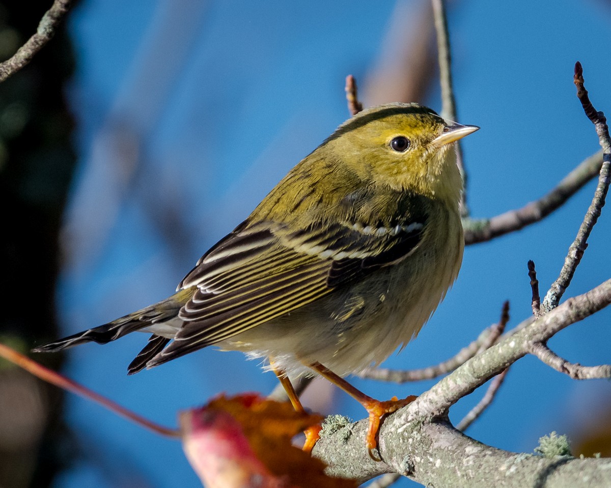 Blackpoll Warbler - ML387649151