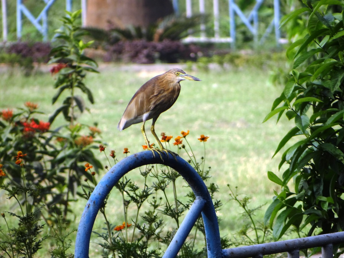 Indian Pond-Heron - ML387649831