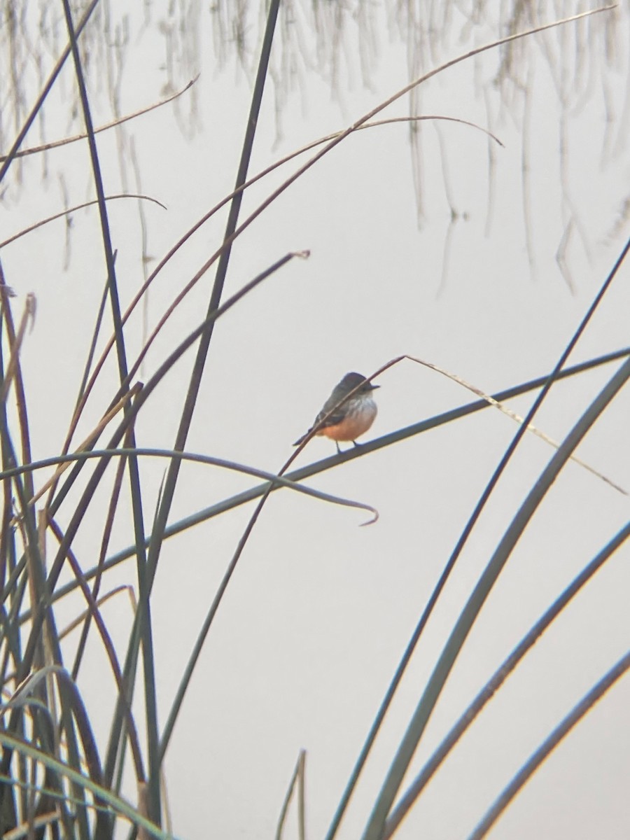 Vermilion Flycatcher - ML387650471