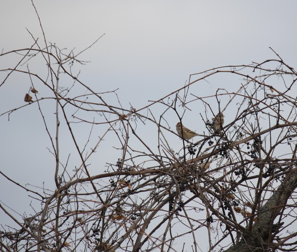 American Tree Sparrow - ML387651051