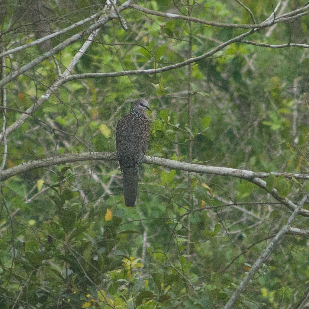 Spotted Dove - ML387653271