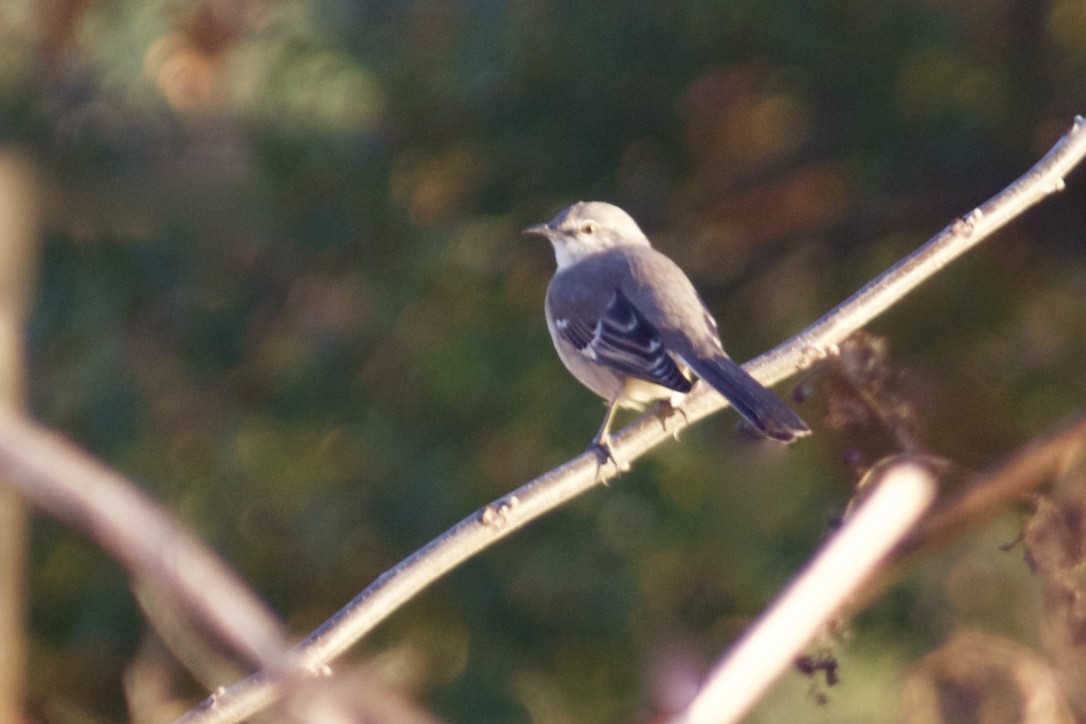 Northern Mockingbird - ML387655381