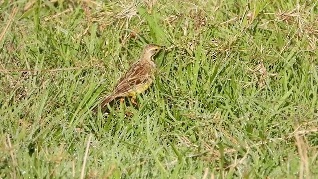 Yellow-throated Longclaw - ML387656551