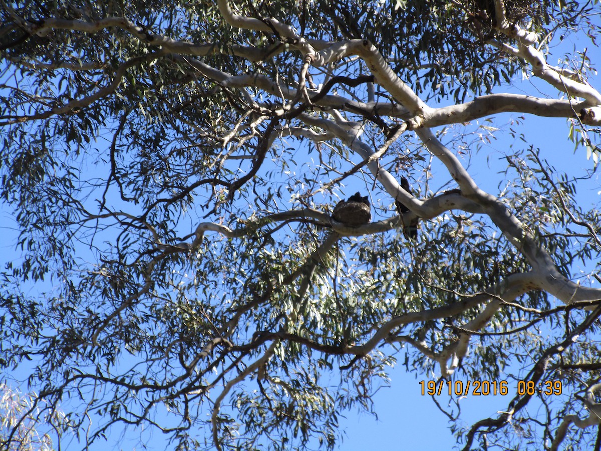 White-winged Chough - ML38765761