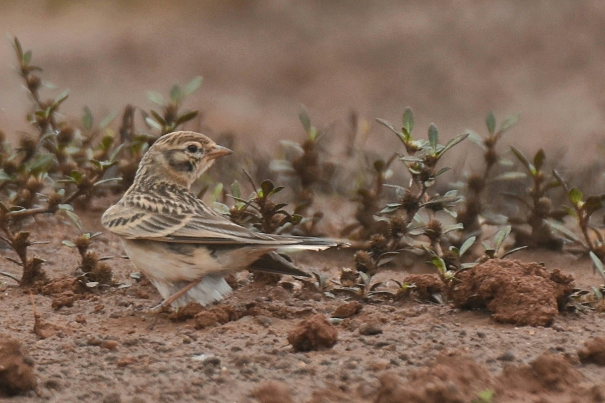 Mongolian Short-toed Lark - ML387659531