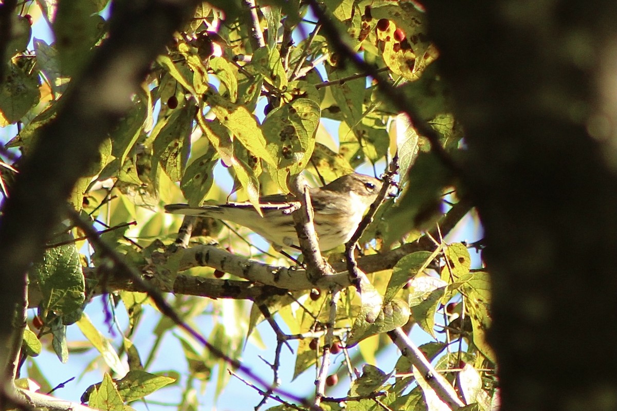 Yellow-rumped Warbler - Mariana Outlaw