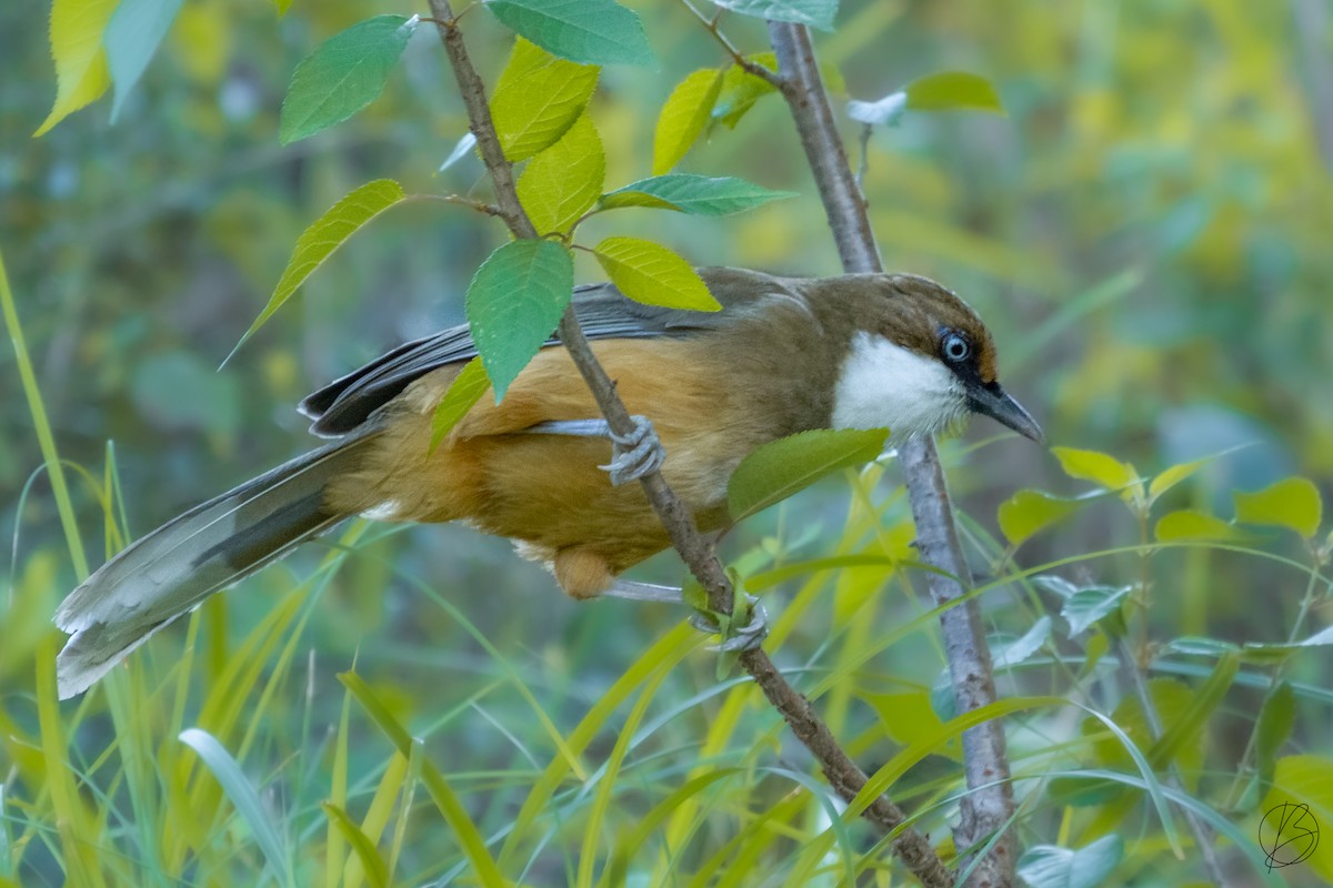 White-throated Laughingthrush - ML387659981