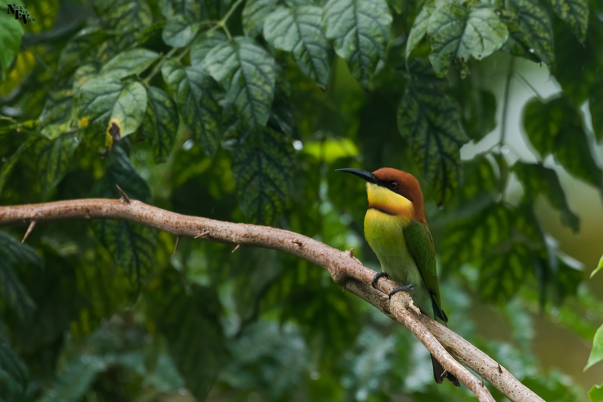 Chestnut-headed Bee-eater - ML387660371