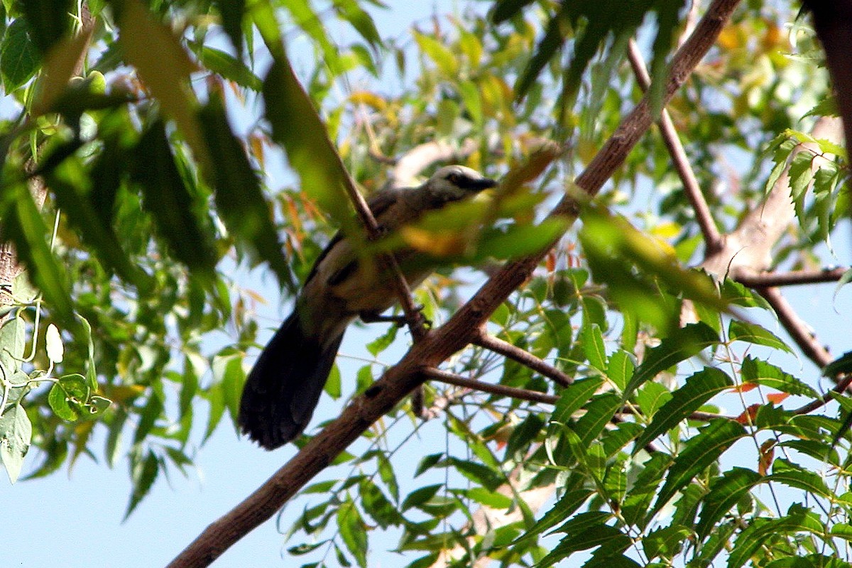 Cretzschmar's Babbler - ML387661561