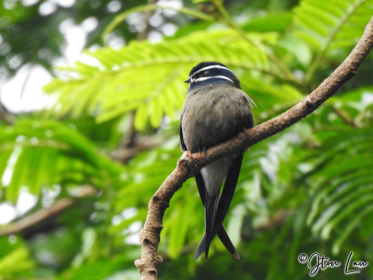 Whiskered Treeswift - Chai Thiam Lau