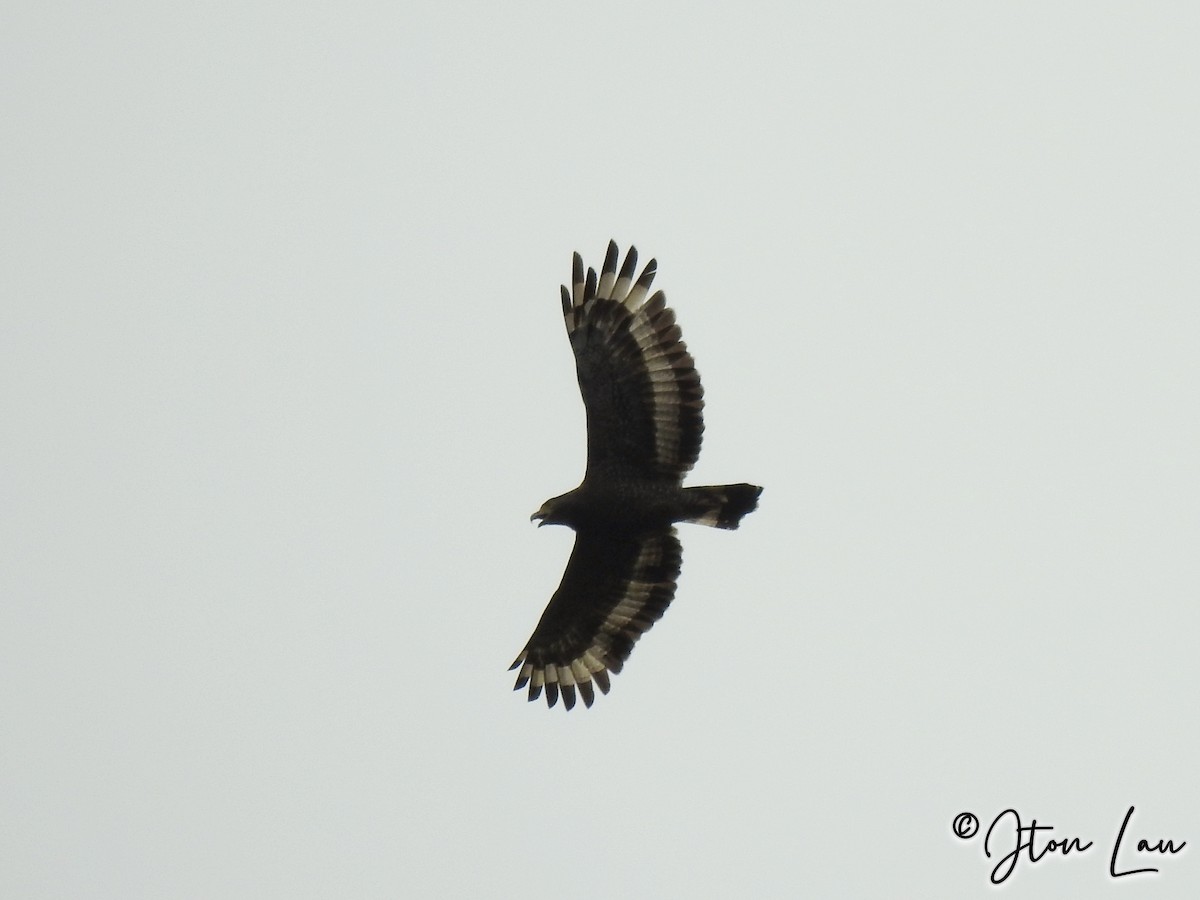 Crested Serpent-Eagle - ML387661791