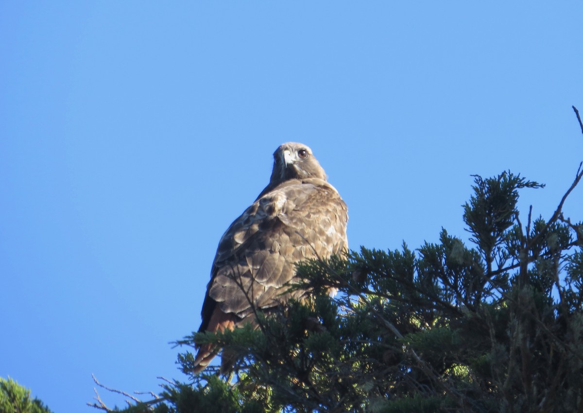 Red-tailed Hawk - ML387662501